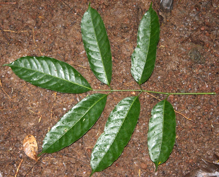 File:IMG 0906b.jpg