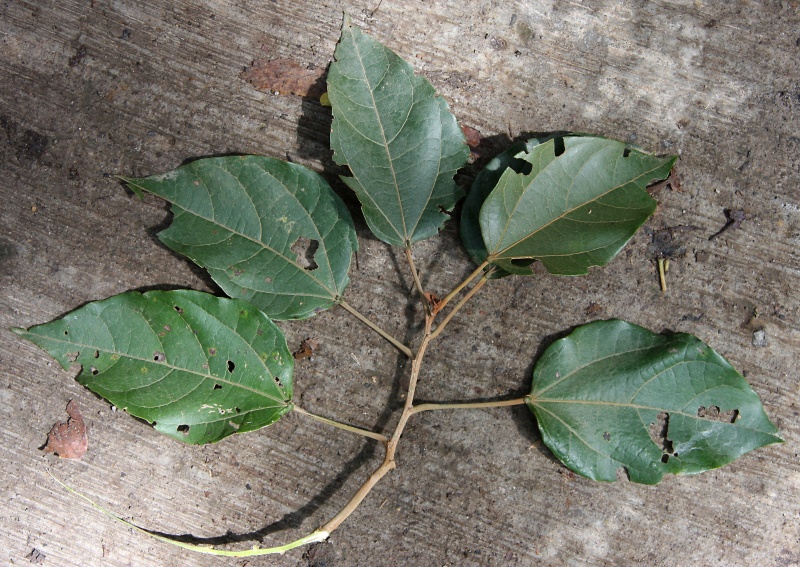 File:IMG 0383b.jpg