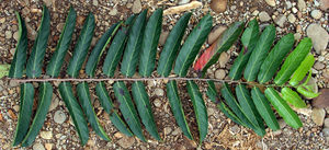 IMG 0774b.jpg