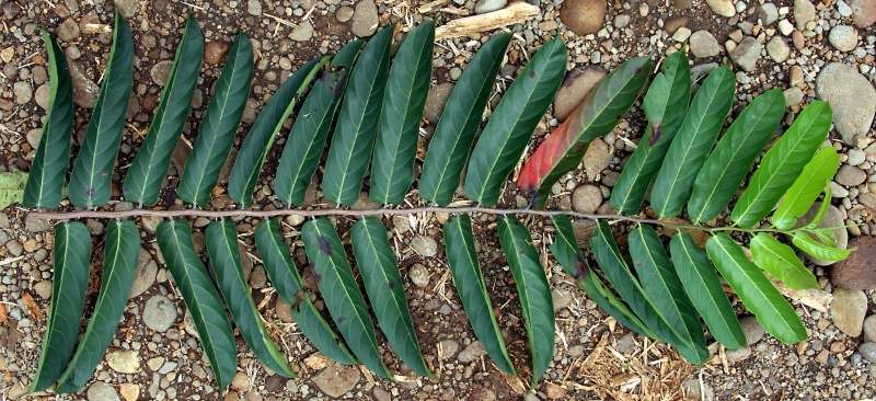 File:IMG 0774b.jpg