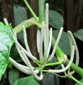 Thumbnail for version as of 20:45, 3 February 2011