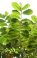 Thumbnail for version as of 16:54, 30 July 2009