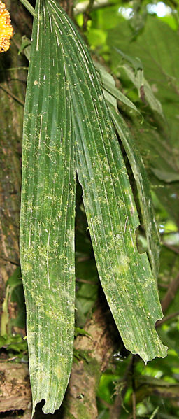 File:Cyclanthaceae 2010 1 copy.jpg