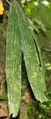Thumbnail for version as of 18:40, 16 May 2012