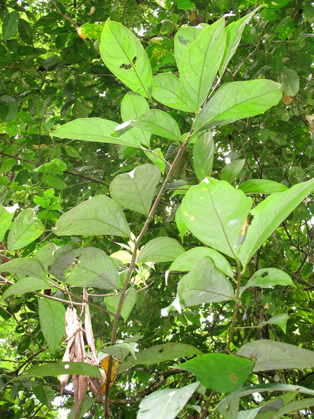 File:Nectandra 2013 10.jpg