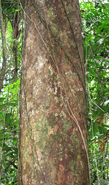 File:Apeiba trunk 2014 2.jpg
