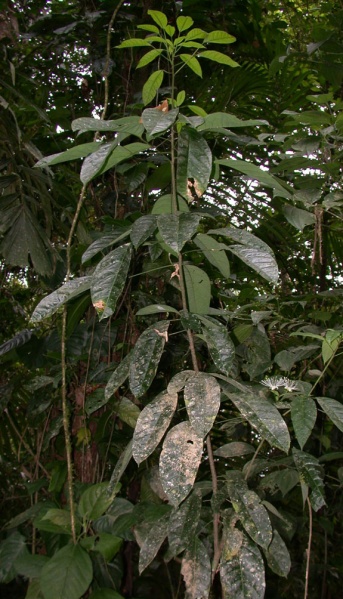 File:Capparis uniflora vargas.jpg
