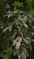 Thumbnail for version as of 14:14, 3 August 2009
