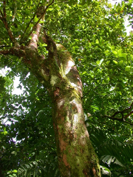 File:Pouteria caimito Aguilar 2.jpg
