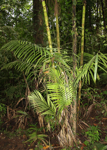 File:Prestoea Clone 2010 2.jpg