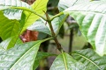 Thumbnail for version as of 17:23, 30 July 2009