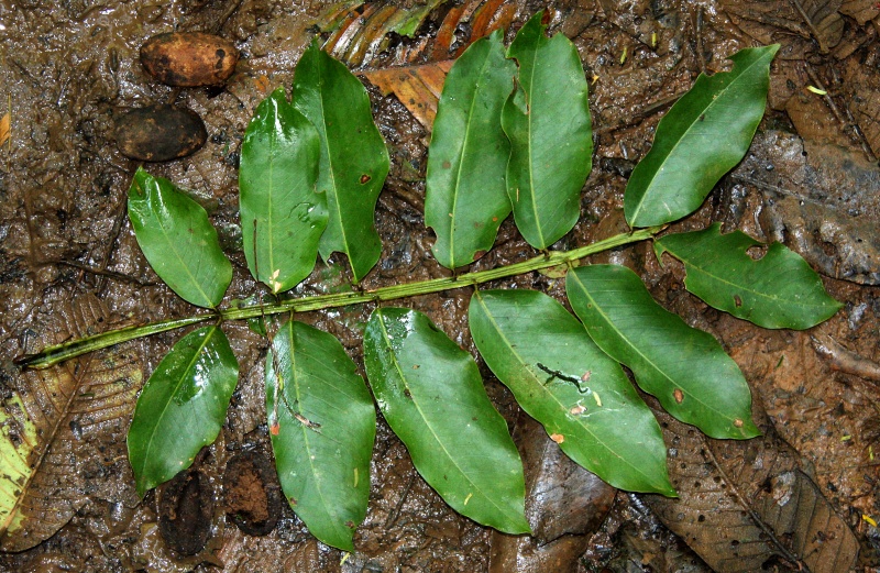 File:Dipteryx leaf 4.jpg