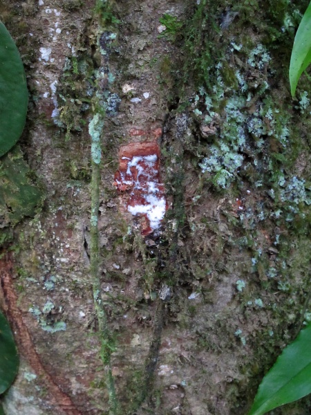File:Protium oxidation 2010 1.jpg