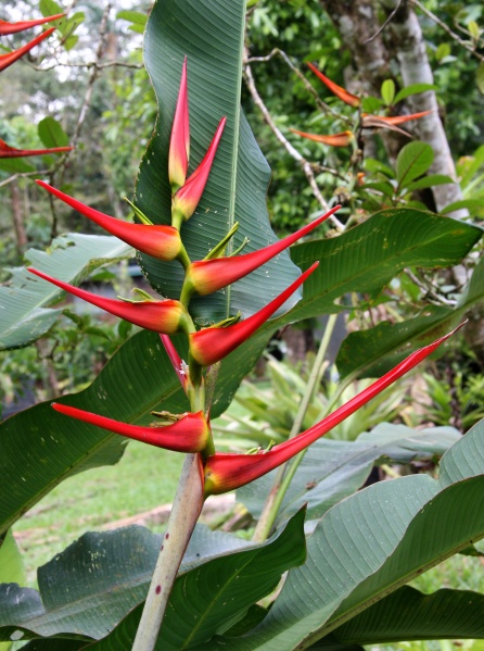 File:Heliconia latispatha 3.jpg