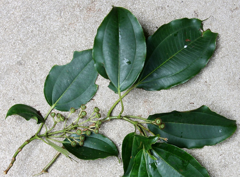 File:IMG 0287b.jpg