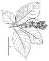 Thumbnail for version as of 16:00, 9 June 2008