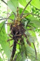 Thumbnail for version as of 19:47, 30 July 2009