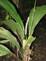 Thumbnail for version as of 20:21, 6 December 2010