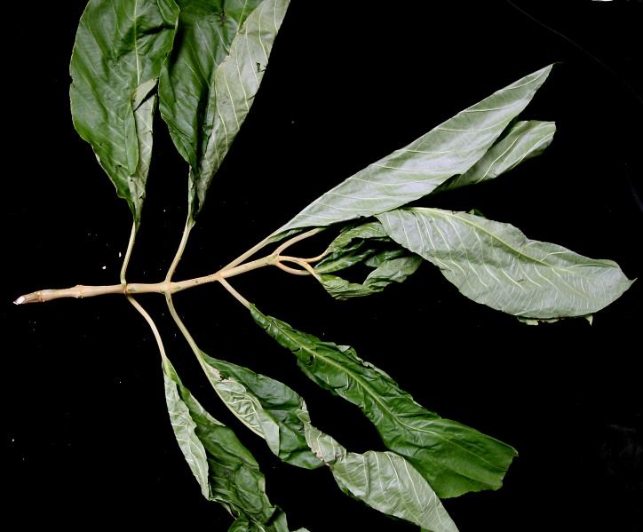 File:IMG 0274b.jpg