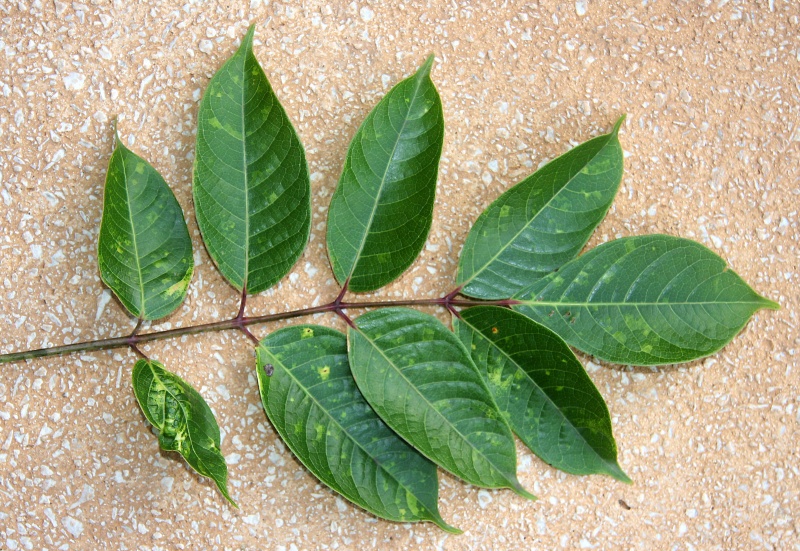 File:IMG 0575b.jpg