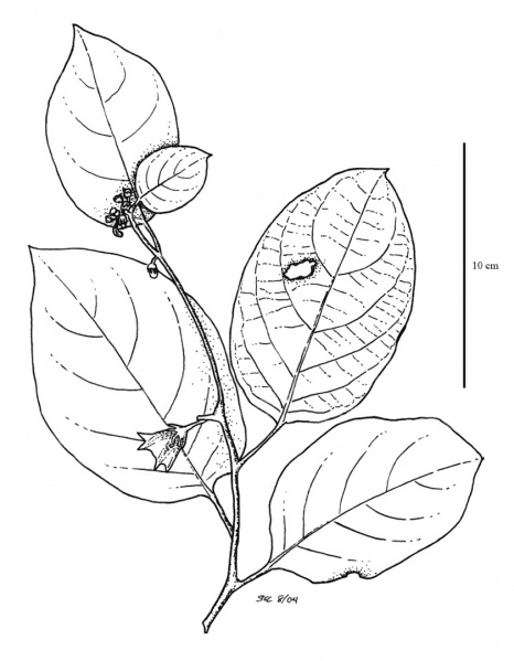 File:Solanaceae.jpg