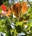 Thumbnail for version as of 13:26, 30 July 2009