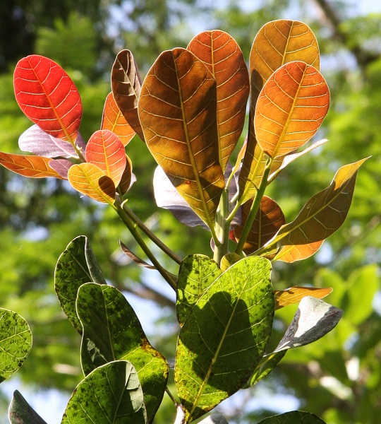 File:Anacardium occidentale 2.jpg
