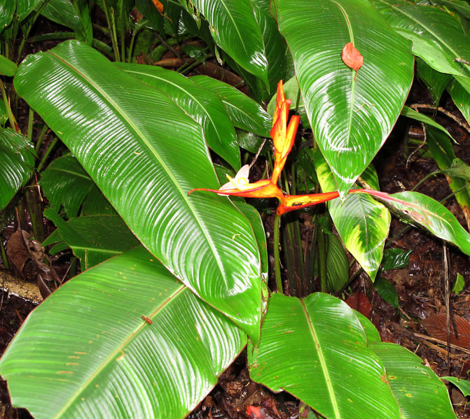File:Heliconia & Butterfly 2010 3 copy.jpg