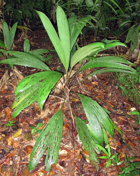 File:Asplundia uncinata 2013 01b.jpg