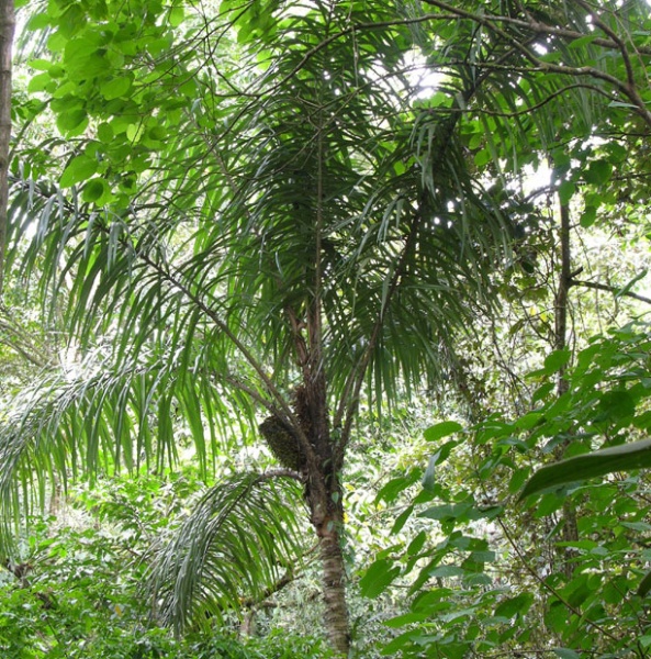 File:Astrocaryum confertum Vargas 1.jpg