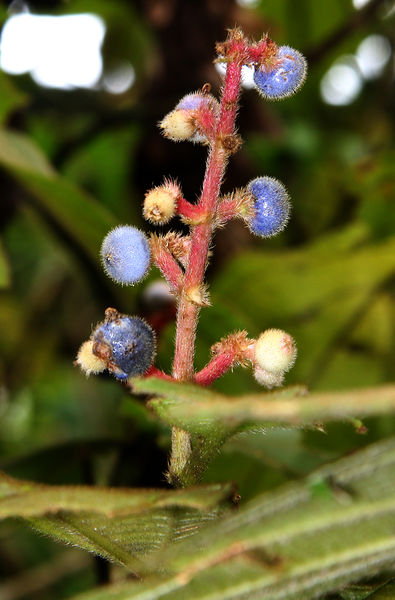 File:Miconia 2013 01b.jpg