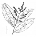 Thumbnail for version as of 15:58, 9 June 2008
