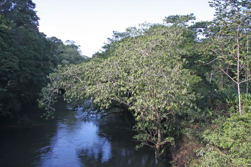 File:Ficus insipida 6.jpg