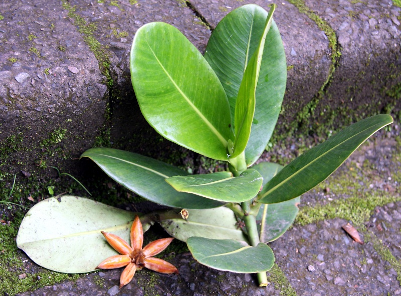 File:IMG 0292b.jpg