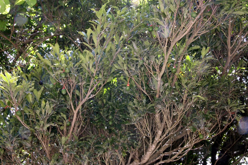 File:IMG 0413b.jpg