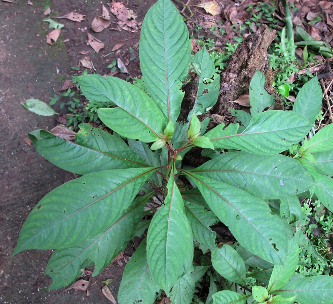 File:Neea laetevirens 2010 4.jpg