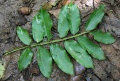 Thumbnail for version as of 14:35, 30 July 2009