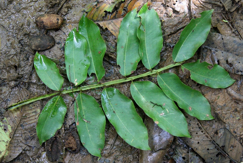 File:Dipteryx leaf 1.jpg