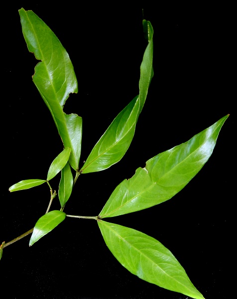 File:IMG 0251b.jpg