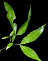 Thumbnail for version as of 18:45, 22 September 2008