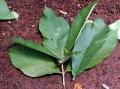 Thumbnail for version as of 19:04, 22 September 2008