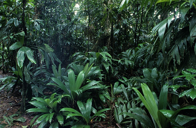 File:Understory Palms 1.jpg