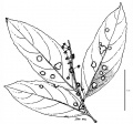 Thumbnail for version as of 15:59, 9 June 2008