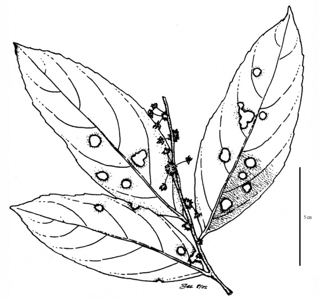 File:Flacourtiaceae.jpg