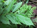 Thumbnail for version as of 20:21, 4 February 2011