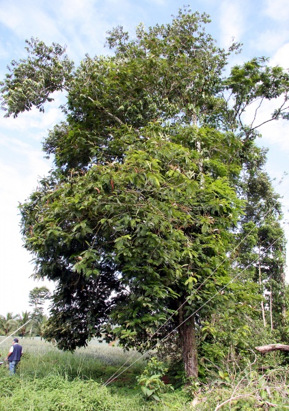 File:IMG 0745b.jpg