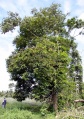 Thumbnail for version as of 17:43, 24 September 2008
