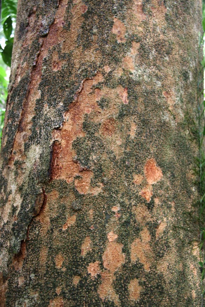 File:IMG 0886b.jpg