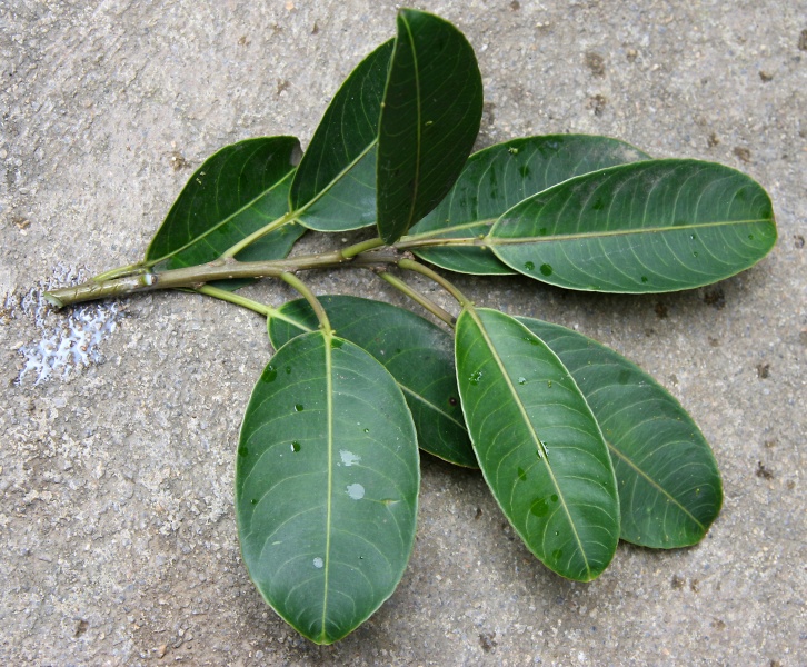 File:IMG 0351b.jpg