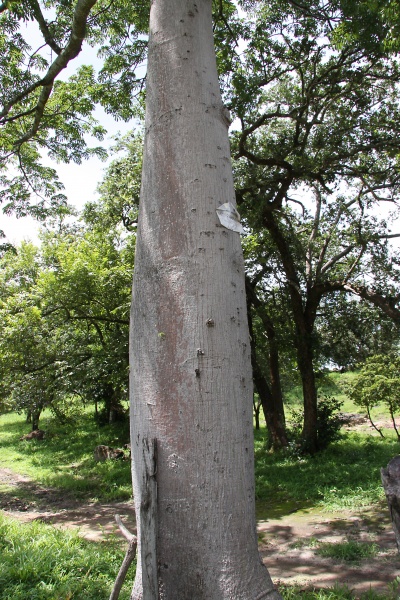 File:IMG 0593b.jpg
